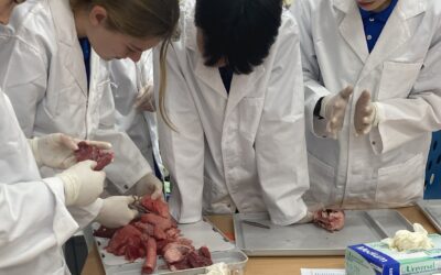 Seeing to Understand – Science at Parkerville Steiner College